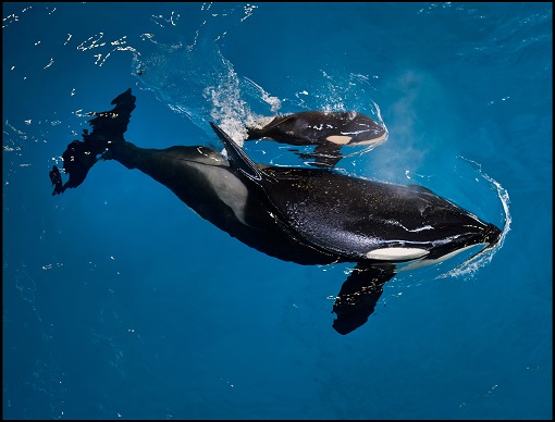 SEAWORLD ORCA