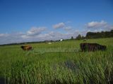 DSC01486.jpg