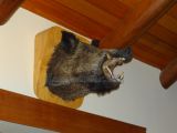 DSC08906.jpg