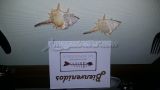 ROYAL CARRIBBEAN COCOCAY 188.jpg